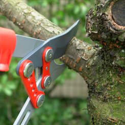 Tree Pruning